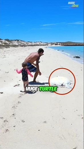 Man saved turtle life 🐢|#shorts