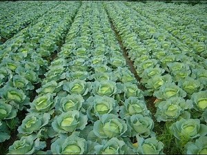 Cabbage farming guide (part A)