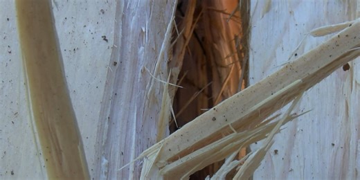 Northeastern Pennsylvania tree split down the middle by a lightning strike