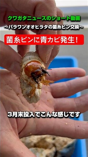 【パラワンオオヒラタ】菌糸ビンに青カビが発生したので交換しました！#クワガタ #飼育 #菌糸ビン#青カビ