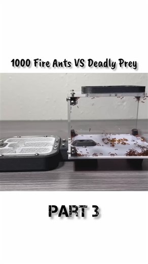 Explore In Parts on Instagram: "The colony faces its deadliest enemy yet. 1000 fire ants Vs deadly prey. Who will survive? #AntSimulation #FireAnts #AntColony #DeadlyPrey #AIExperiment #SimulationBattle #VirtualLife #ReelChallenge #SatisfyingVideo #WatchTillTheEnd fire ant simulation, ant battle, ai ants, ant colony war, prey vs predator, digital ecosystem, simulation experiment, ant survival, ai life simulation, 100 day challenge,"