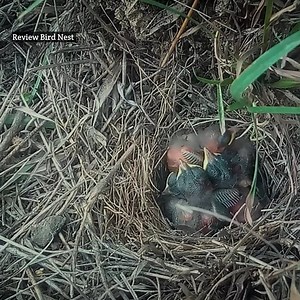 The baby sat on top of all the babies | Review Bird Nest