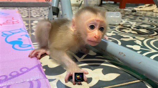 4.8K views · 170 reactions | Amazing Newborn Baby Monkey Learning To Walk 殺 | Baby Monkey Life | Facebook