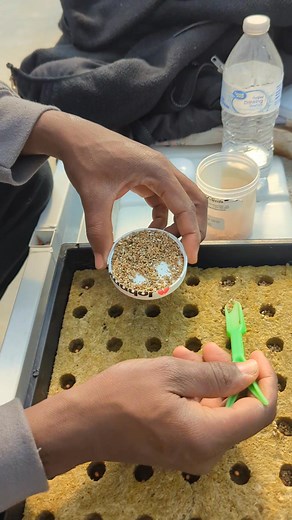 Why We Add Vermiculite to Rockwool Vermiculite holds moisture, protects tiny roots, and stores nutrients, while rockwool gives structure. Together, they create the perfect environment for seedlings to grow strong and healthy! #Aeroponics #SeedlingGrowth #Rockwool #Vermiculite #OrganicFarming #wisdomtaale | Wisdom Taale