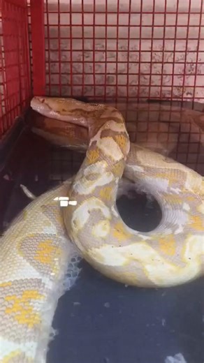 Purple Albino Reticulated Phyton Just send me a msg | Archie Gomez