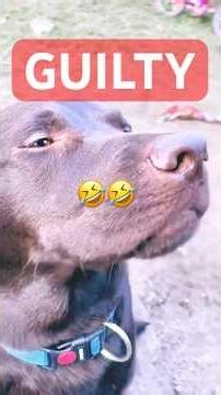 Guilty Dogs Caught Red-Handed – Hilarious Dog Fails You Can’t Miss! 🐾😂
