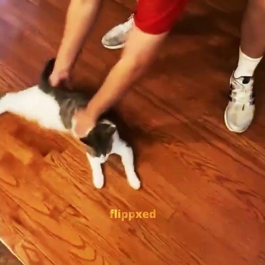 Interstellar Cat Meme