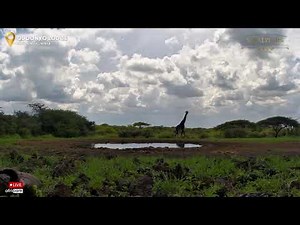 Great Plains TV | Live African Wildlife Stream