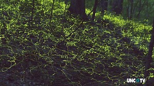 Ahhh, love. ❤️ Once a year in the mountains of North Carolina, the blue ghost fireflies light up the forests in a dazzling display of long blinks—all in hopes of finding a mate. Tamara Lackey Photography stumbles through the pitch dark to learn more about bioluminescence. | PBS North Carolina