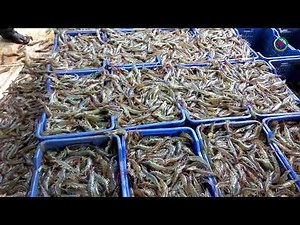 Shrimp catching videos | Shrimp ponds | Shrimp harvesting and catching