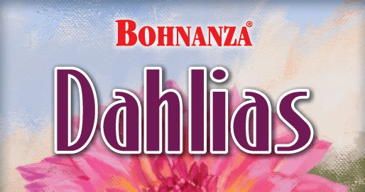 Bohnanza: Dahlias