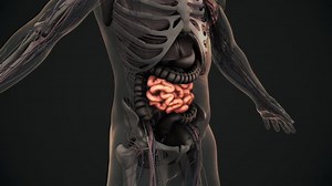 Human Small Intestine Anatomy Animation Stock Footage Video (100% Royalty-free) 1087901017 | Shutterstock
