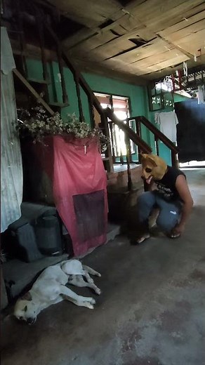 Dog prank - dog head mask #dogprankvideo #dogprank #dogvideo