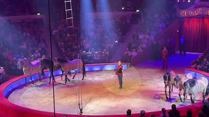 Jana Mandana Lacey Krone @ Stars in der Manege. #janamandanalaceykrone #tiere #art #mandana #circuskronebau #kronebau #krone #cirque #circus #lacey #laceykrone #münchen #pferdeflüsterer #pferde #horses #pferd #horse #manege #tierlehrer | Meine Circus Welt