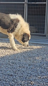 Ο βασιλιάς του καταφυγίου ήταν για πάρα πολλά χρόνια, και είναι ακόμα. Έχει τον σεβασμό όλων, ανθρώπων και σκύλων, γερνάει με απίστευτη αξιοπρέπεια και γερνάει δίπλα μας. Ο Δίας δεν ξέρουμε για πόσο καιρό ακόμα θα είναι κοντά μας, είναι 14 ετών πλέον και τον τελευταίο μήνα έχει καταπέσει αρκετά. Στέκεται όμως ακόμα στα πόδια του, και τις στιγμές αυτές που βγαίνει από το γραφείο και εμφανίζεται για λίγο στο προαύλιο επικρατεί απόλυτη ησυχία, λες και όλοι, άνθρωποι και σκύλοι, σκέφτονται πως ίσως 