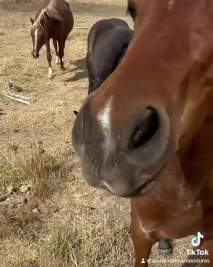 🐴✨ Meet Merlin & Sparkles, the dynamic duo of the paddock! 🌾🦄 Watch these Percheron x foals grow up together, creating mischief and memories along the way. 🌟💕 #BFFs #FoalFun 🐎🌿 | Cradle Country Adventures