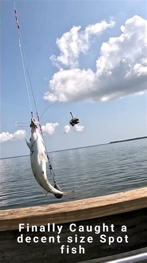 Finally caught a decent size spot fish! #fishing #shorts