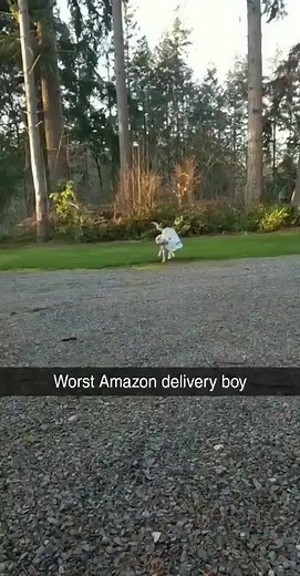 Another failed Amazon delivery | Dog I Love You
