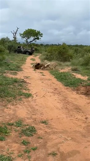 Lions Fighting next to safari 🔥🔥🦁 #wildlife #shortvideo #viral #shrotfeed