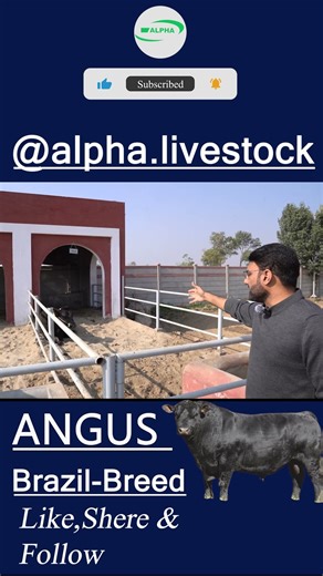 Angus Brazil Breed Bull | Alpha Livestock #alphalivestock
