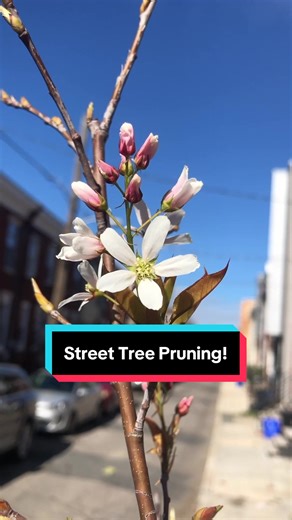Effective Street Tree Pruning Tips for Healthy Growth