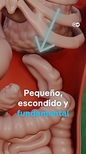 El bazo es un pequeño órgano de unos 10 centímetros que limpia y almacena sangre, a la vez que entrena a células para que luchen contra patógenos. El bazo es un órgano vital del sistema de defensa de nuestro cuerpo y aquí te explicamos cómo funciona. #dwmagacines #dwscience #dwhealth #bazo #salud #cuerpohumano | DW Español