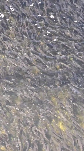 Alewives Migration: Guided by Their Sense of Smell