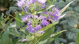 Caryopteris Dark Knight (Bluebeard) A compact mounding shrub bearing aromatic stems and leaves. Clusters of small, fragrant deep purplish-blue flowers blooms from midsummer to fall. Great cut flower and pollinators LOVE it!🐝🦋 | Sipkens Nurseries