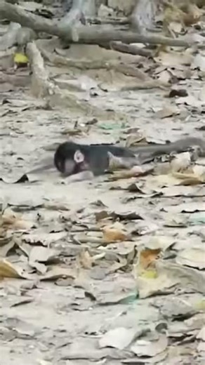 Monkey species: The mother monkey's carelessness caused her baby to fall from a tall tree.