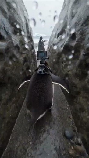 POV: Walking Through a Penguin Colony