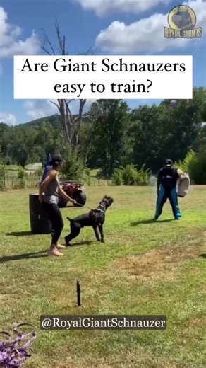 it's important to start training early and establish yourself as the pack leader. With the right approach Royal Giant Schnauzers can excel in obedience and agility. @topfans | Giant Schnauzers Of IG