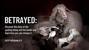 🚨 Animal Equality has released footage exposing the use of "Judas sheep" in factory farming. These trained sheep are used to gain the trust of lambs and lead them to slaughter. Judas sheep are spared, only to guide more lambs to their deaths in a continuous cycle of abuse. 💔🐑 ➡ Discover the details: https://animalequality.org/blog/2024/12/31/trained-sheep-lure-lambs-to-slaughter/. ⏰ Until midnight tonight, your generosity can go twice as far! Every donation will be matched dollar-for-dollar b