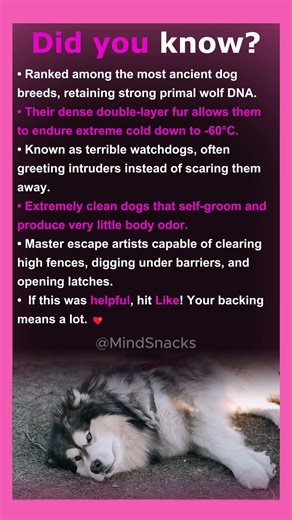 5 Reasons Huskies Are Basically Wolves in Disguise