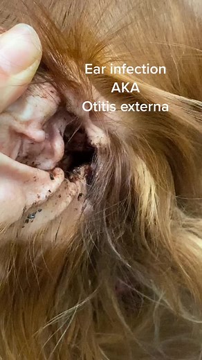 Managing Yeast Infection in Dogs Ears