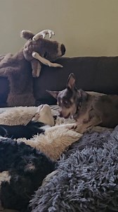 FINALLY after bears resentment towards the new puppy.... they are friends now lol. | Misty Clark