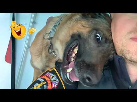 I Asked for a Dog… But Got a Full-Time Comedian Instead 😂🐶 Funniest Dog Moments Ever