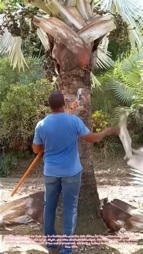 The Craft of Tapping Palm Trees: Extracting Nature's Sweet Nectar