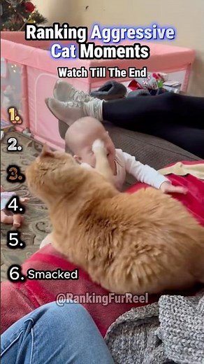 Ranking The Most Aggressive Cats Ever