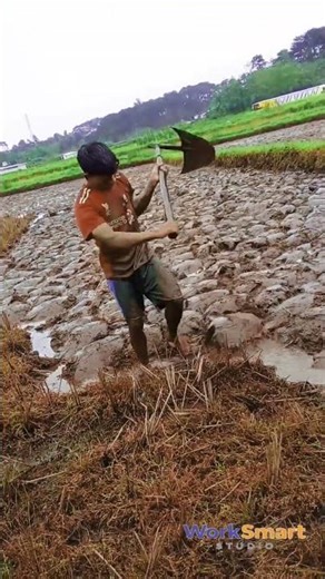 Manual Rice Root Cleaning Process : How Farmers Remove Mud Before Replanting Fields