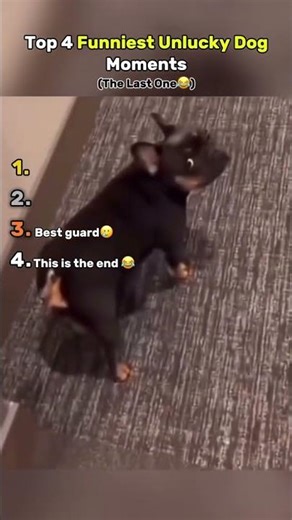 Funniest Unlucky Dog!🤣 #funny #dog #shorts