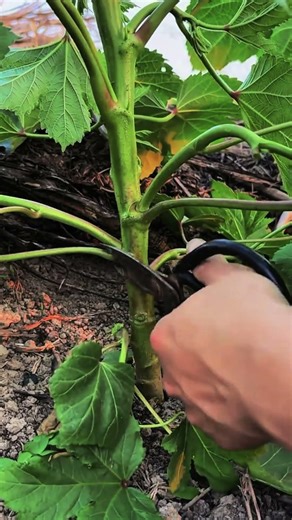 Alat Kreatif Dan Unik Super Tajam Untuk Memotong Tangkai Daun Labu Dengan Mudah #Shorts