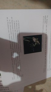 act as hatural vector for cloning genes in plants Substantists ... | Filo