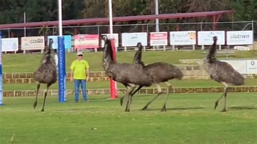 Wild pitch invaders! Emu family crashes Australian football match