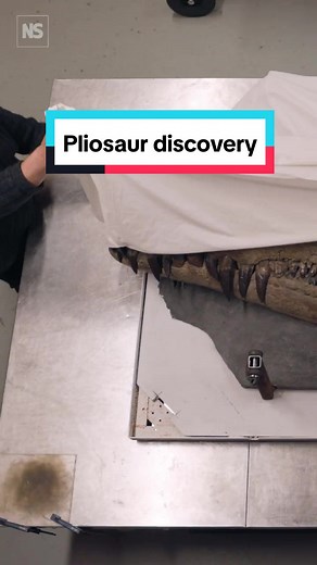 Pliosaur discovery could be largest ever 🌊🐲 A team of fossil hunters, led by collector Steve Etches, has uncovered what is thought to be the most complete Jurassic pliosaur skull ever found.⁠ ⁠ Embedded high up on a cliff in Dorset, UK, Etches and his collaborator Chris Moore spent weeks suspended on the cliff face, digging out the fossil before winching it to safety. “This is the pinnacle, really, of the things that I’ve been involved with,” Etches told New Scientist. “All I want from that is