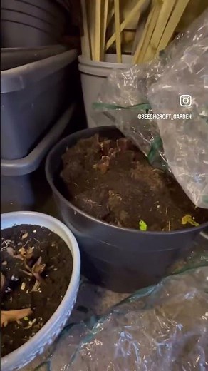 How to Store Canna Lilies Over Winter