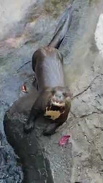 Giant Otter!