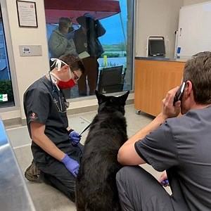 4.1K views · 79 reactions | Our Paramus location is now open. We partner with your regular vet to help when your pet has an emergency. Find out more on our website! | VEG ER for Pets | Facebook