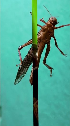 🦗 Grasshoppers vs. Crickets: Can You Spot the Shocking Differences?😕 ##insect #youtubeshorts