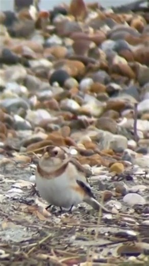 Snow bunting at East Head, West Sussex