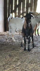 3.3K views · 141 reactions | Remember when we got this little tiny Kiko bucks?? They have grown into themselves now. Check out those horns. Kentuckyfarmlife.com #kentuckyfarmlife #farmer #farm #farming #cows #goats #chickens #ducks #cow #goat #chicken #duck #farmlife #kiko #Kikobucks | Kentucky Farm Life | Facebook